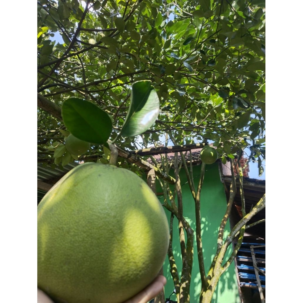 

jeruk pamelo madu muria 700gr - 800gr