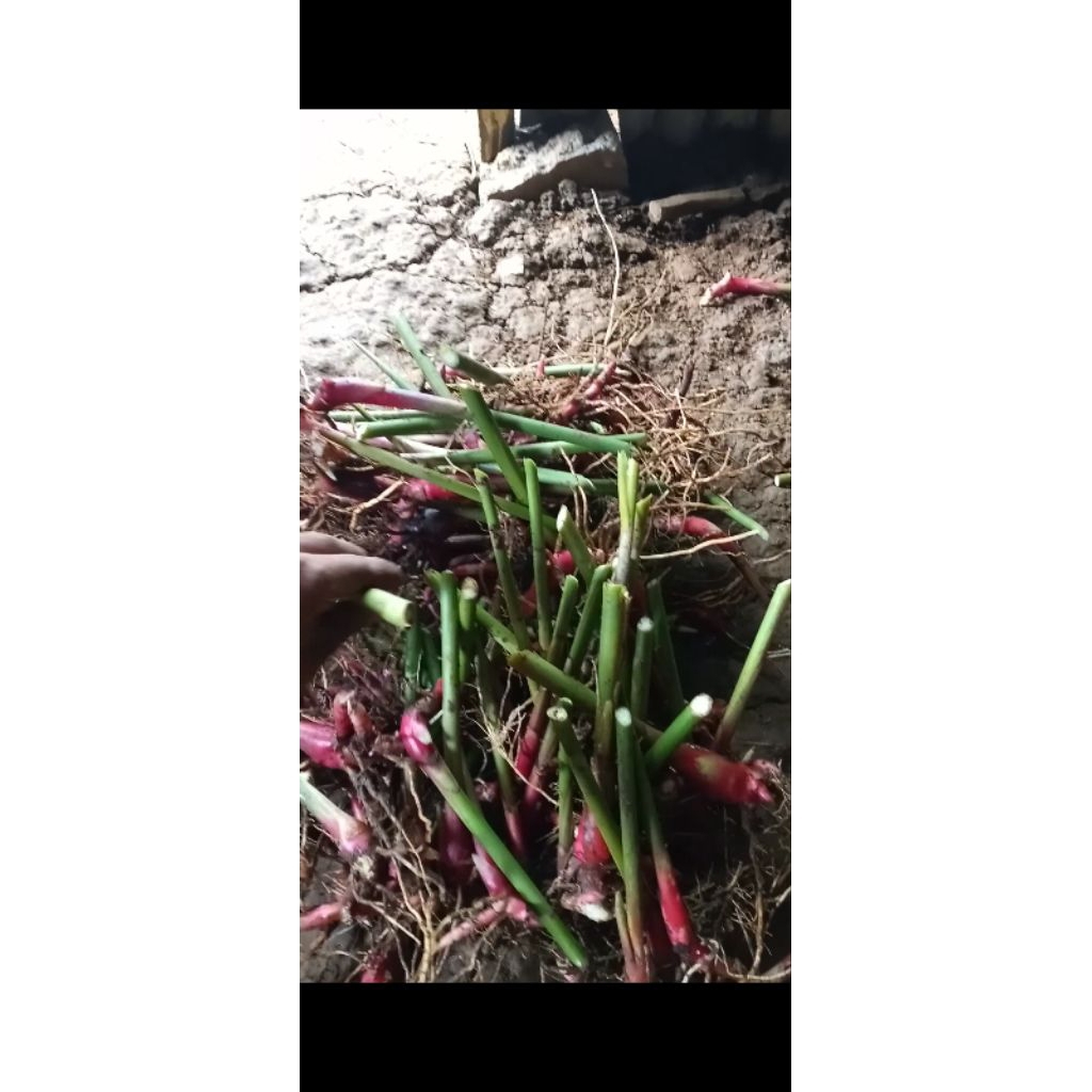 

tanaman kapulaga jenis lokal