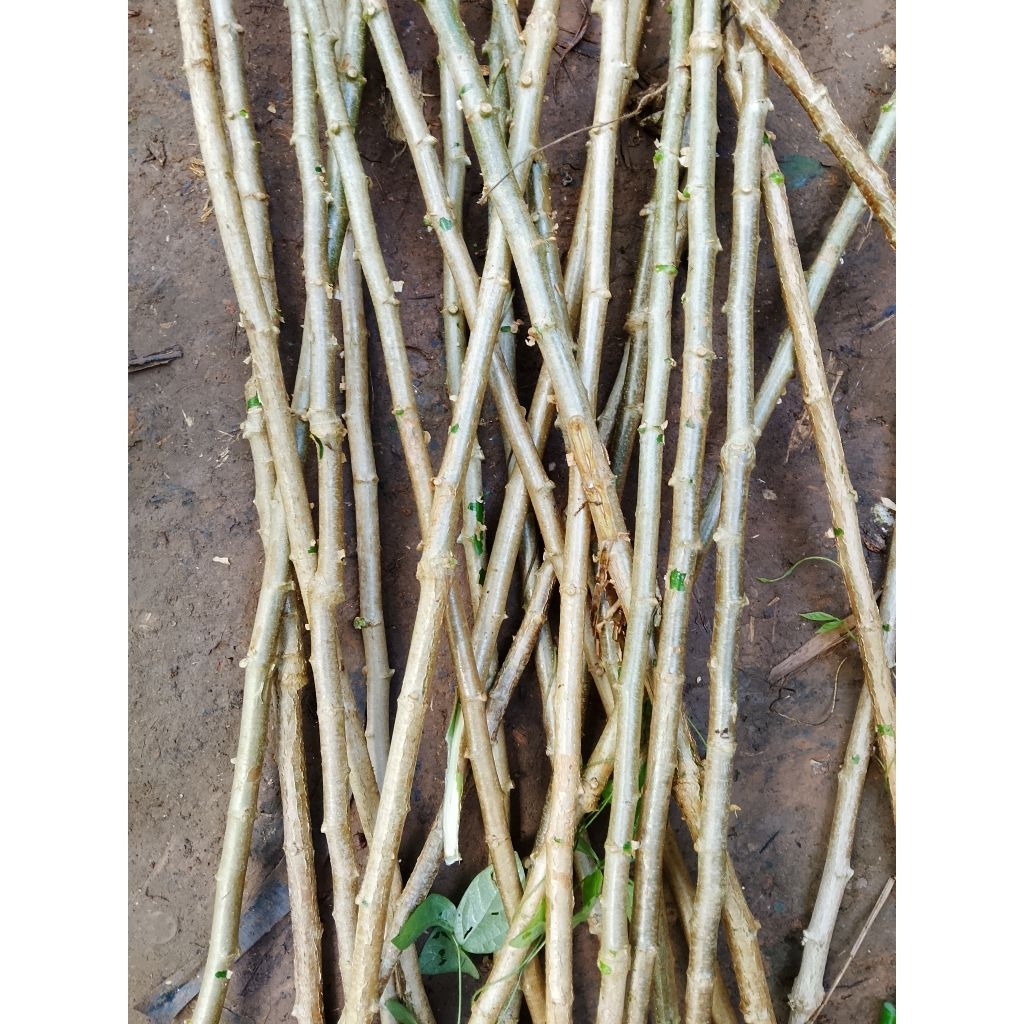 Bibit Batang singkong sayur 20 batang