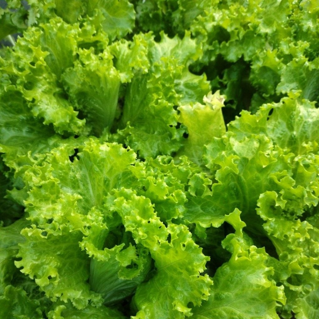 

selada hidroponik fresh