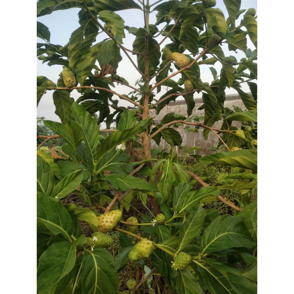 

Daun mengkudu daun pace herbal alami untuk obat-obatan