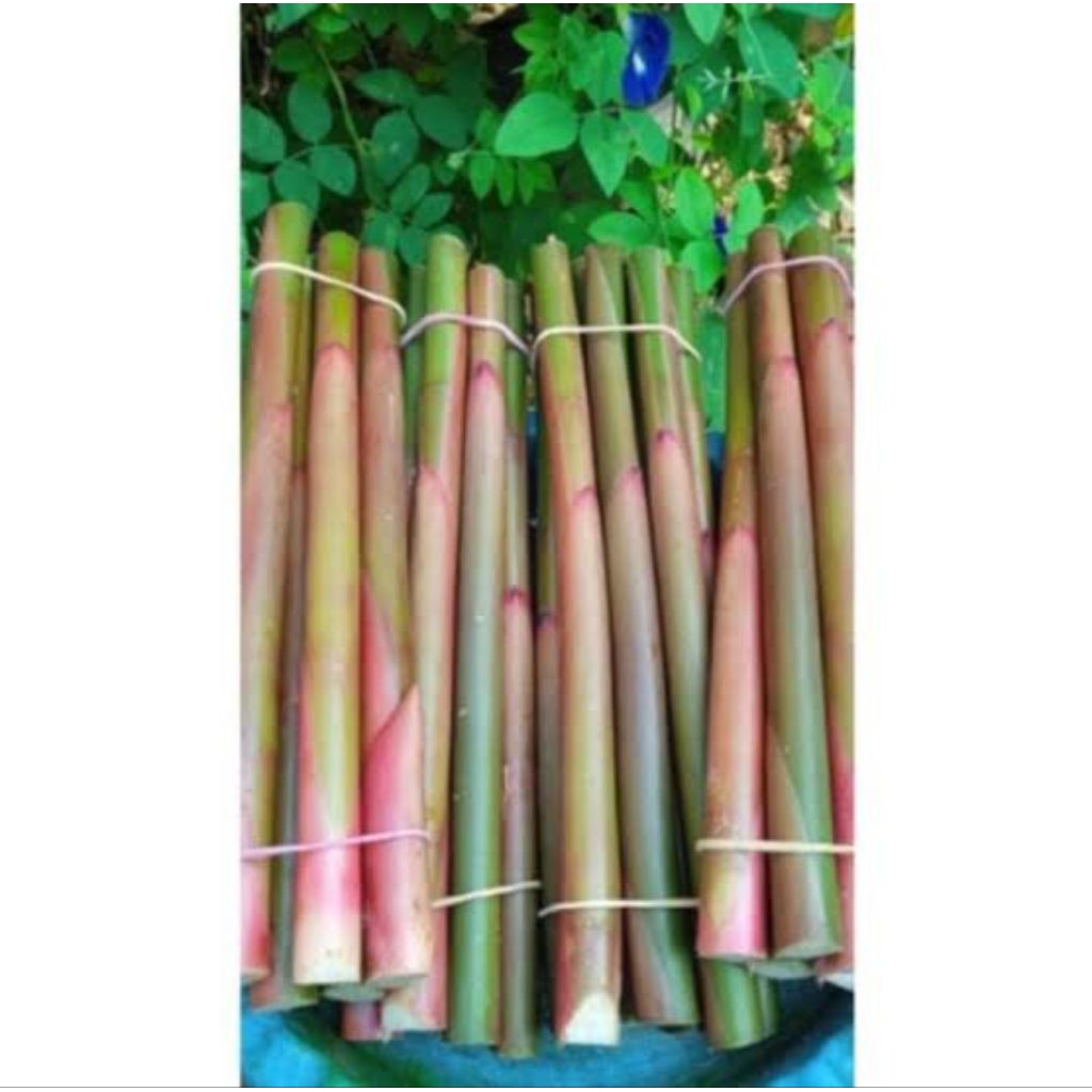 

batang kecombrang segar 1 kg