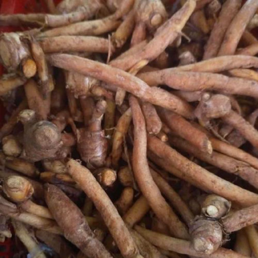 

temu kunci 1kg temu kunci jawa