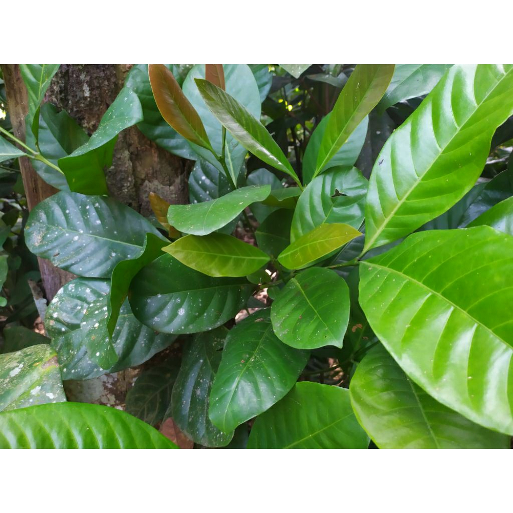 

daun kopi segar(50 lembar)