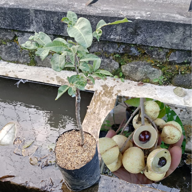 Bibit buah kelengkeng matalada| Kelengkeng matalada Berbunga