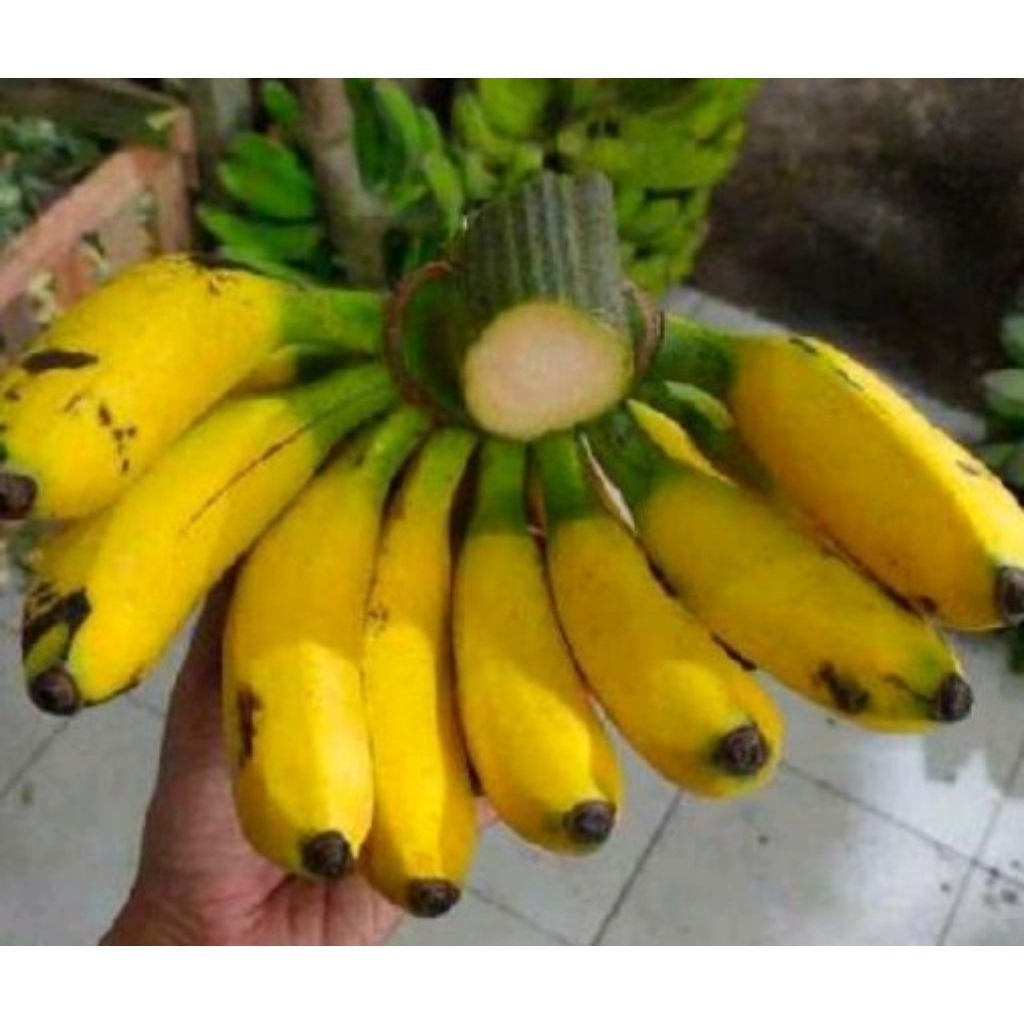 

pisang uli uli fres per 1 sisir