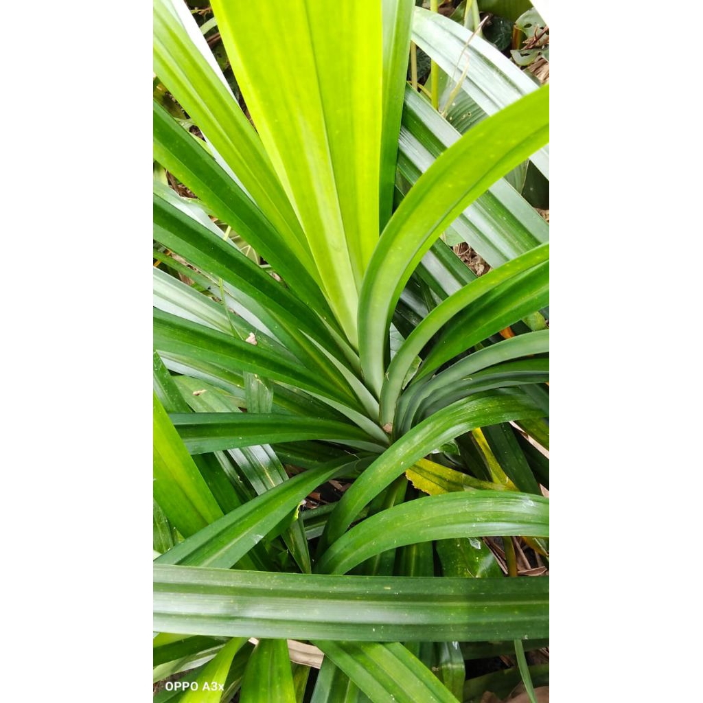 

daun pandan wangi satu iket isi 10 helai masih segar