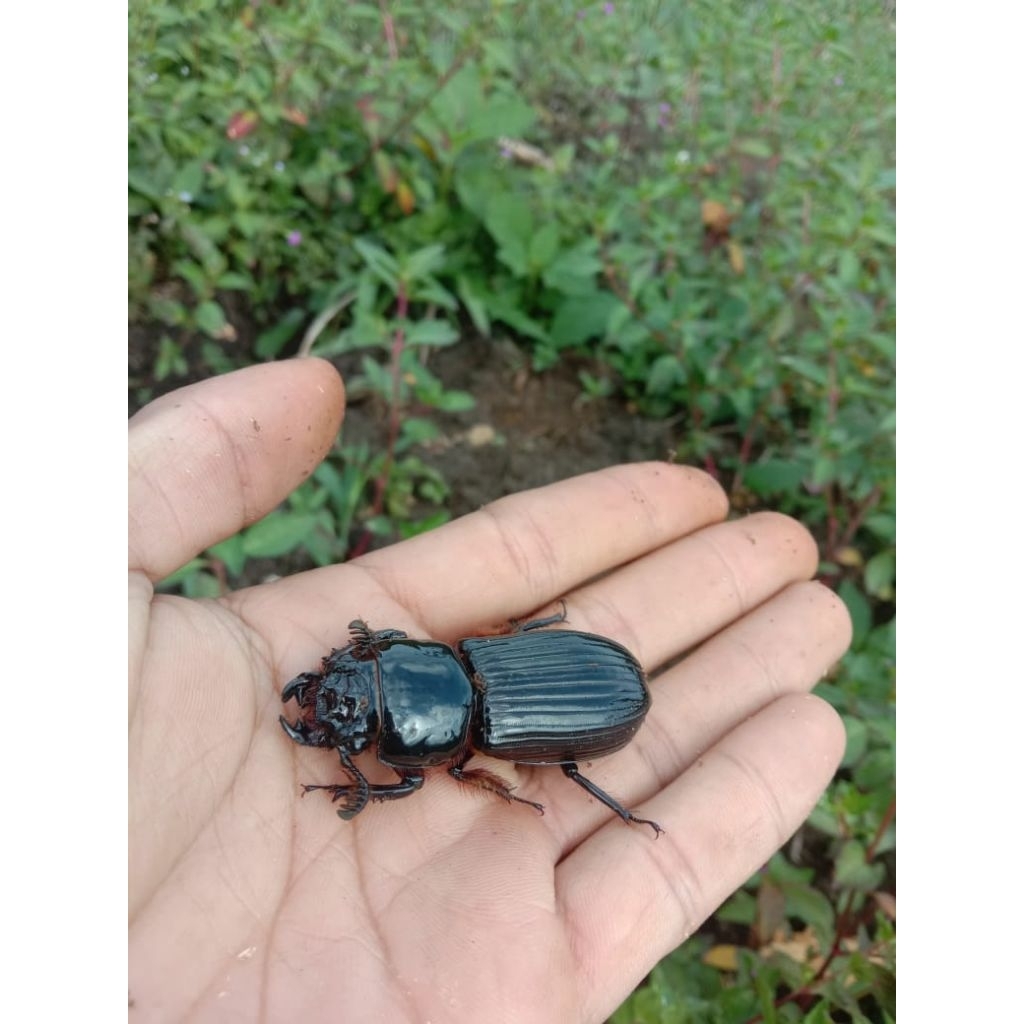 Kumbang Passalus Bertanduk/Kumbang Kulit Paten/Odontotaenius disjunctus