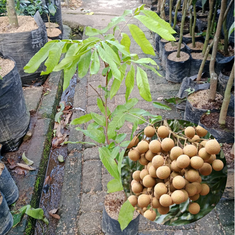 Bibit Buah Kelengkeng New Kristal| Buah Kelengkeng| Bibit Buah