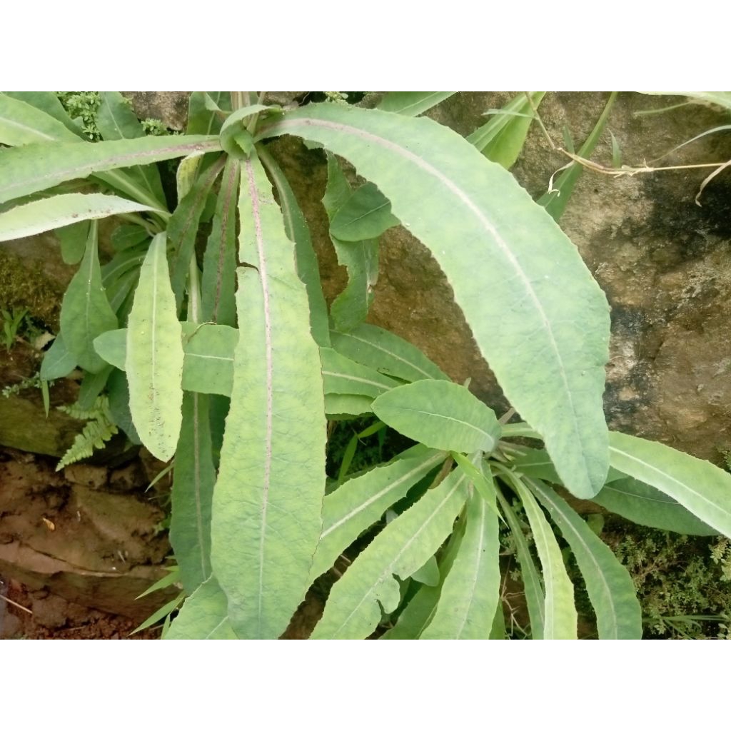 

tempuyung segar 500grm