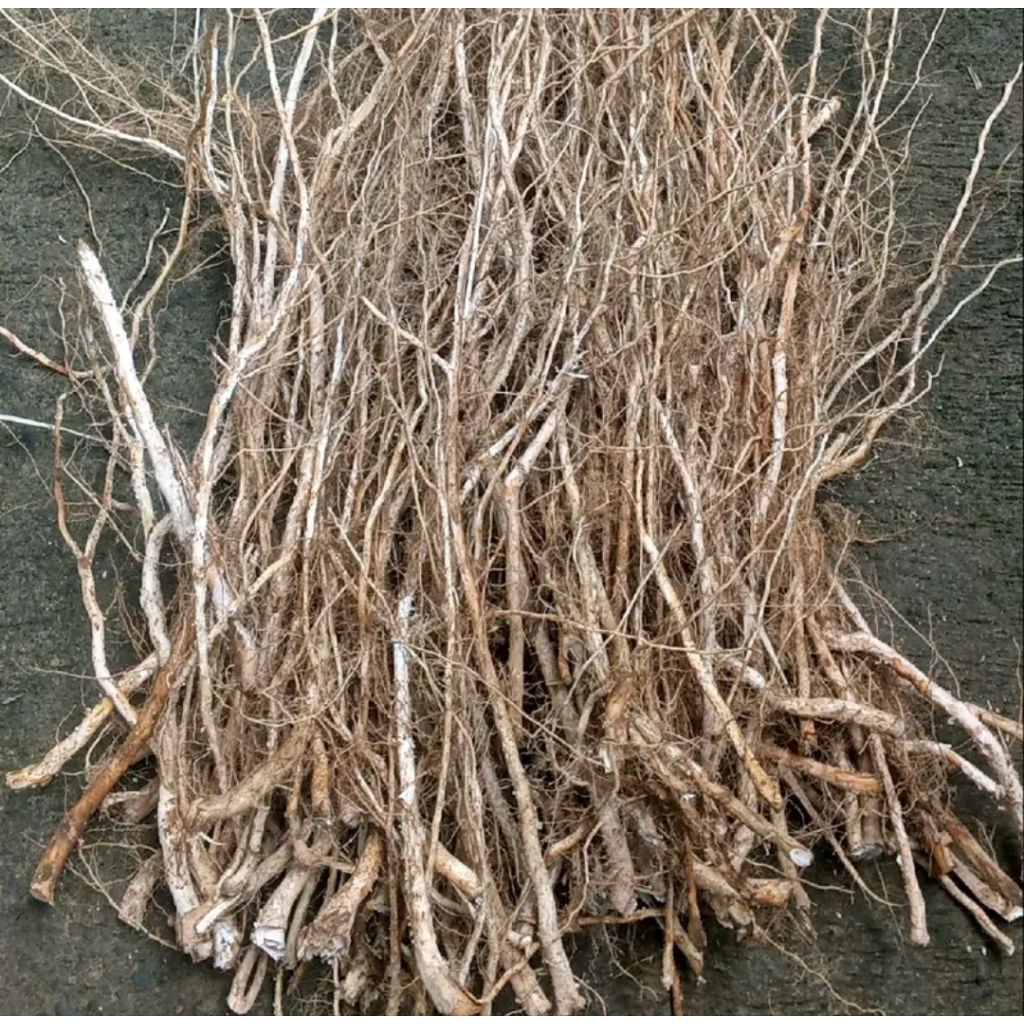 

Akar Senggani lilitan 1/2 kg