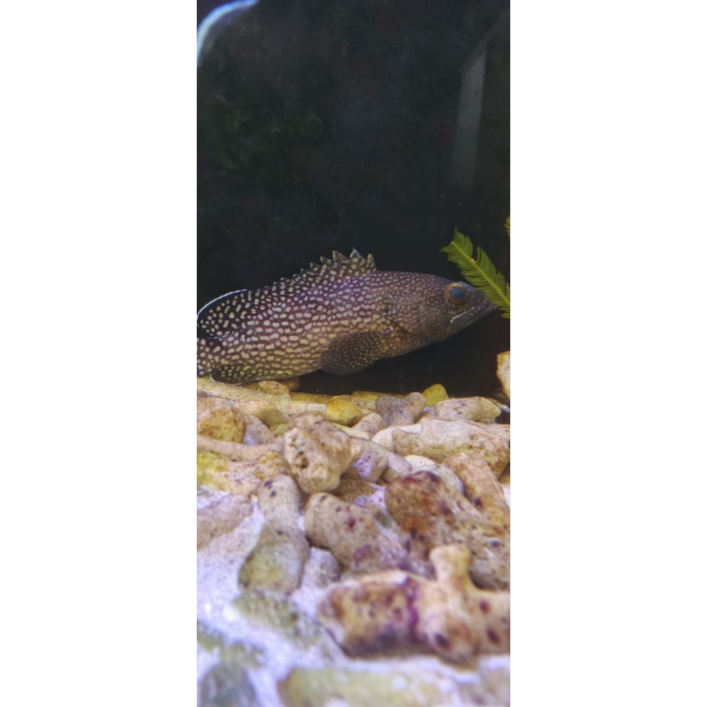 Ikan Hias Laut Kerapu Malabar / Malabar Grouper