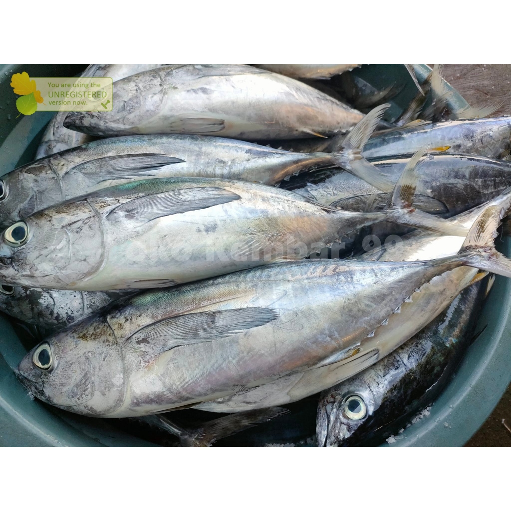 

Ikan Tongkol Segar Ikan Tongkol Baby Tuna 1Kg