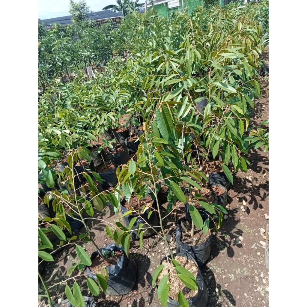Bibit Durian Hasil Okulasi - Pohon duren Okulasi - Bibit Buah Okulasi Durian