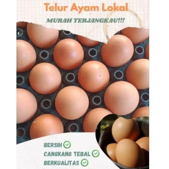 

TELUR AYAM LOKAL SUPER HARGA TERJANGKAU