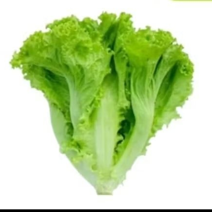 

selada segar 500 gram