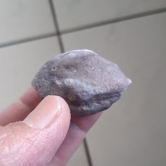 Kemiri Adu Muncang Adu Wadas Ori Induk Size Besar