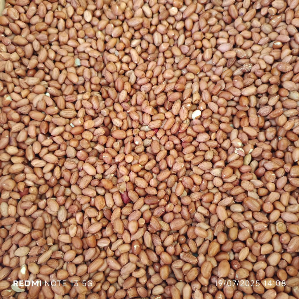 

kacang tanah kiloan