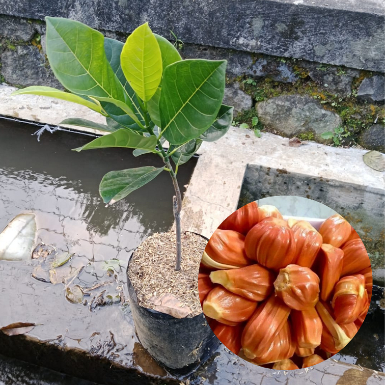 Bibit buah nangka oren |Buah nangka |Bibit buah