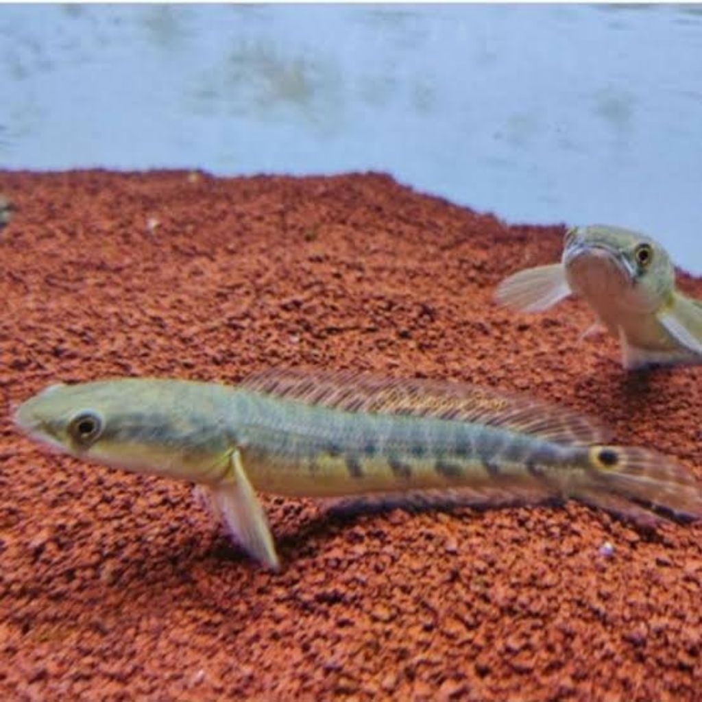 bahanan channa maru ys yellow sortiran 10cm up