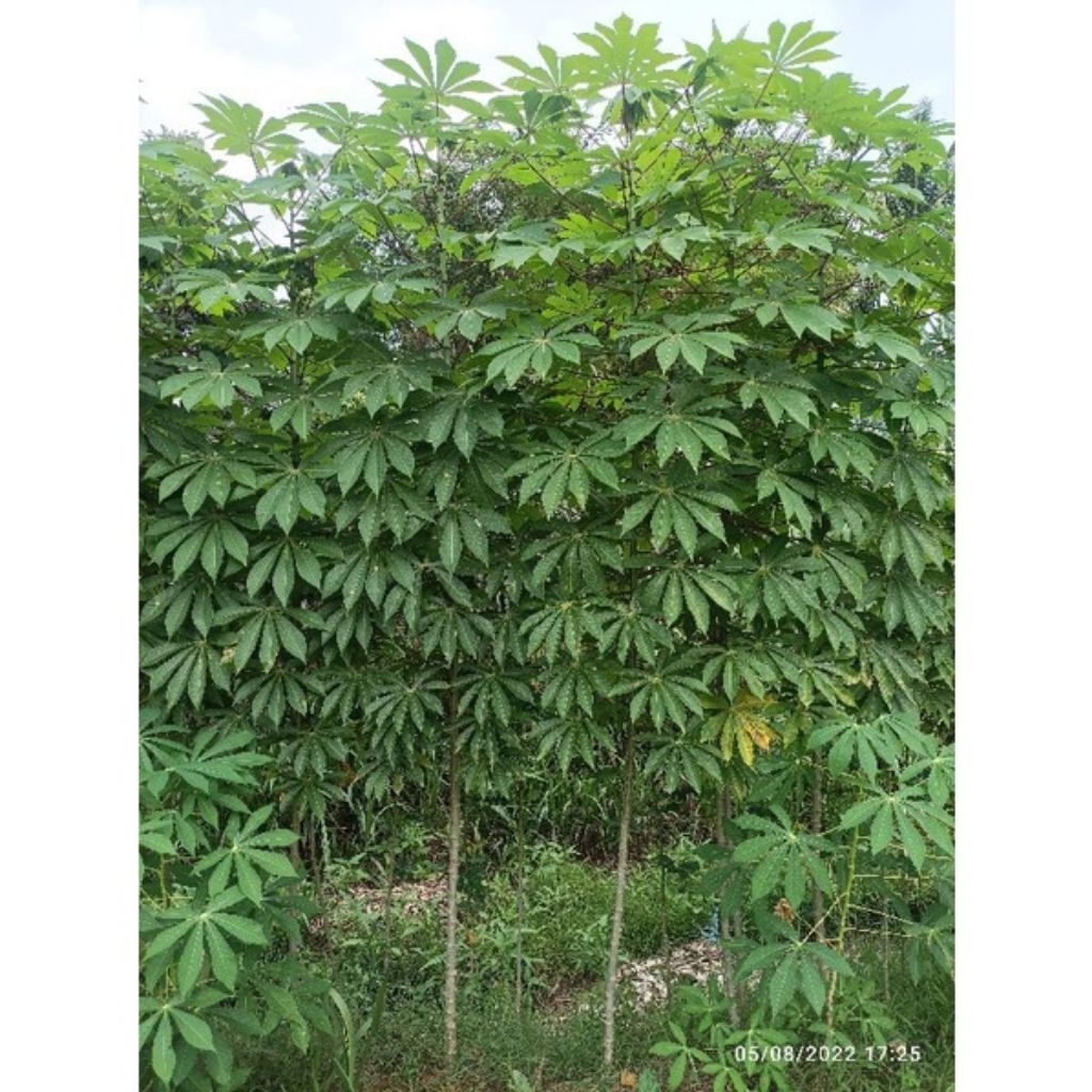 

BATANG UBI SIAP TANAM