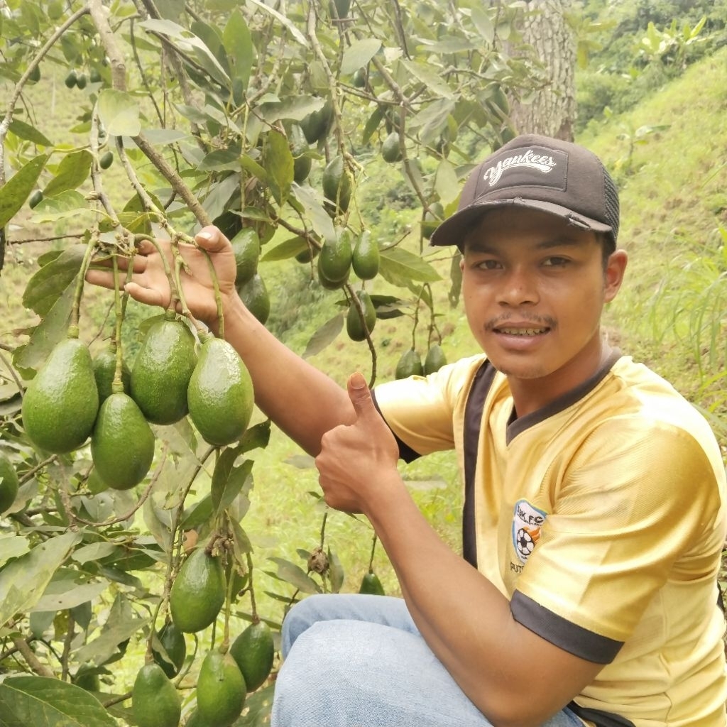 

AlpukatMentegaLokalBandungSuper1Kgisi(2,3) creme,pulen,lembut,manisDikirimMentahMasihFreshBerkualitasBergaransi