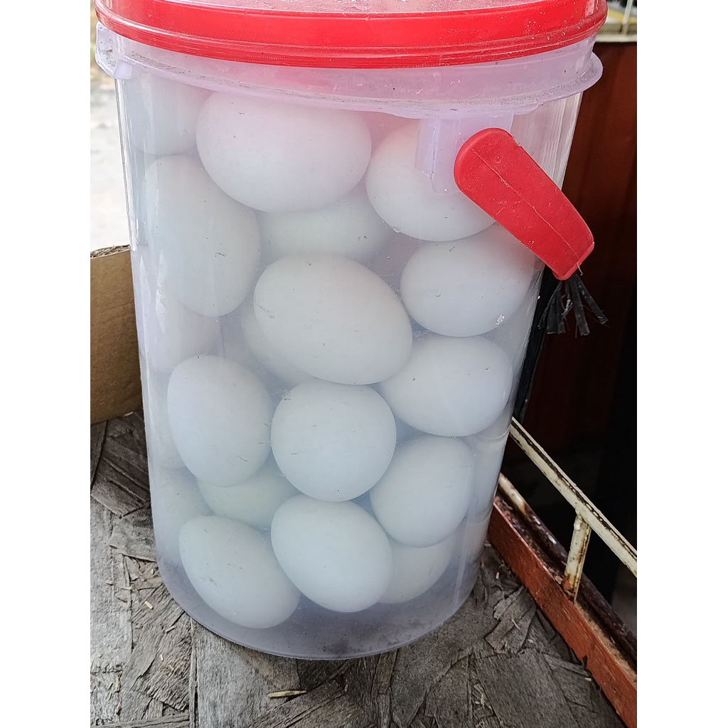 

Telur Asin Atau Telur Bebek Mentah Atau Matang Omega 3 Ukuran Besar Warna Kulit Hijau Isi 10 Butir Atau 30 Butir