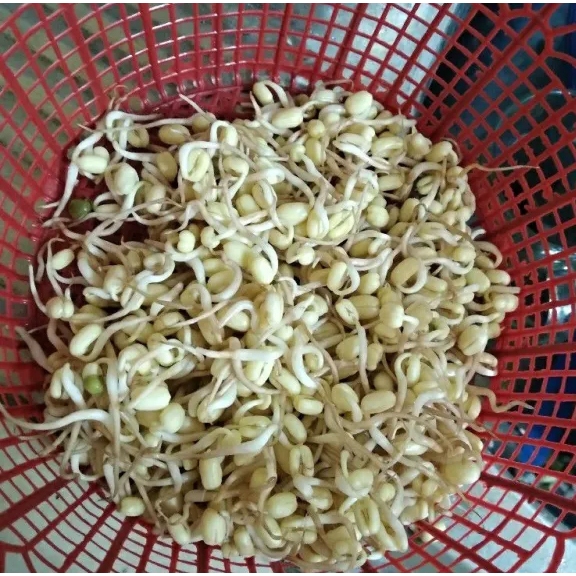 

Tauge / toge pendek / Kecambah 250 gram