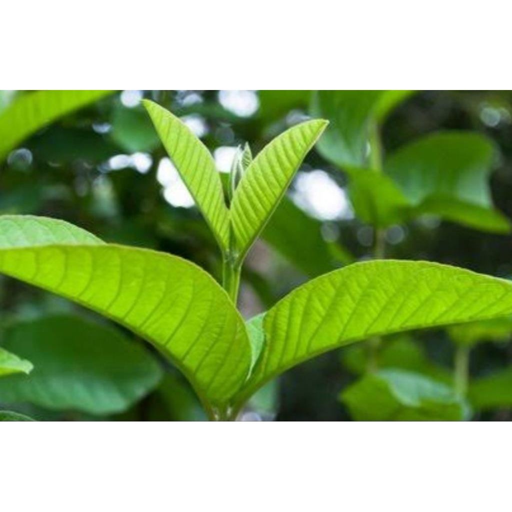 

Pucuk daun jambu biji segar berkualitas 100 gram