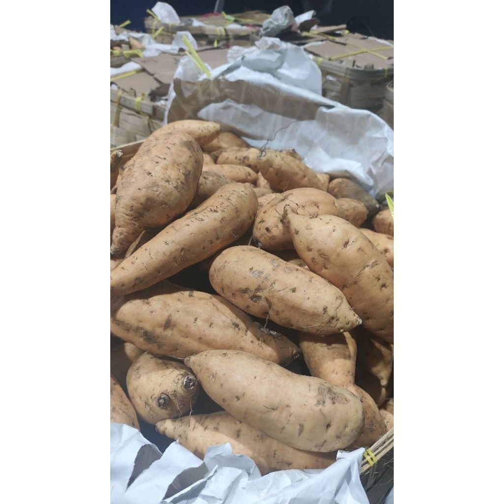 

Ubi Madu Cilembu 1kg Ukuran Sedang dan Super