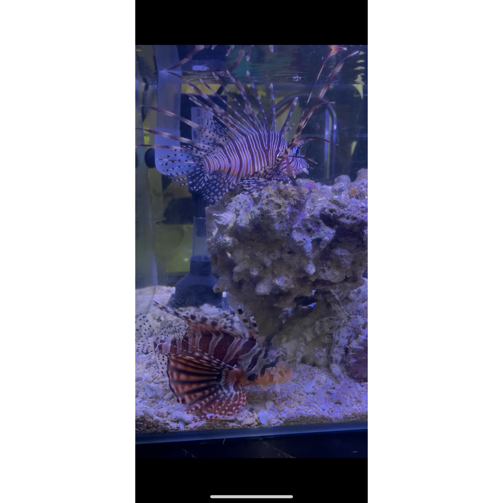 Jual Aquarium Laut Bending Full Set Siap Display Ikan Predator Lionfish