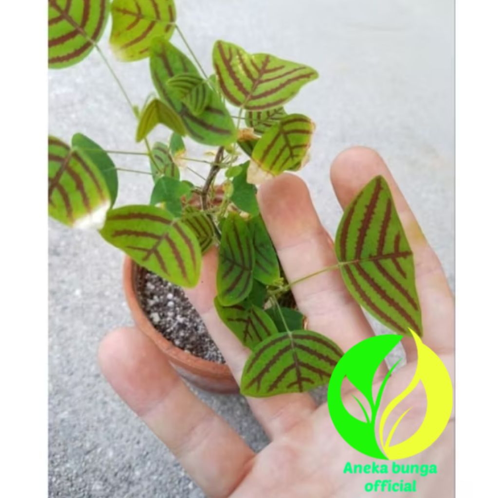 POHON OXALIS BATIK / TANAMAN HIAS OXALIS KUPU KUPU BATIK