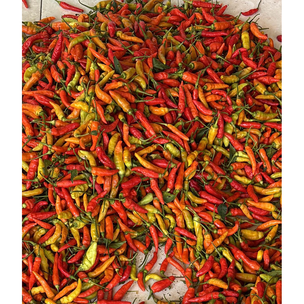 

cabai rawit ori, cabe setan, cabe rawit merah