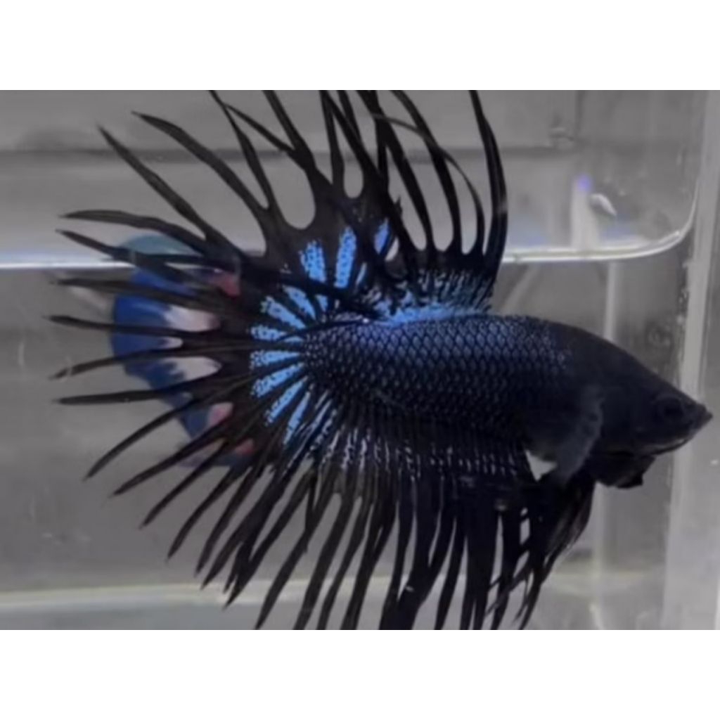 [COD] PROMO... CT BLACK ORCHID