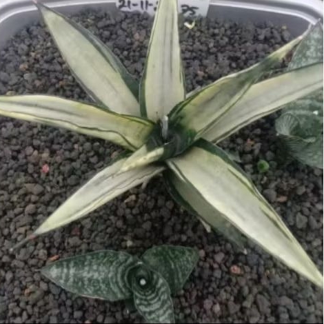 sansevieria cordova hijau dari induk variegata putih / tanaman hias lidah mertua / tanaman sekulen /