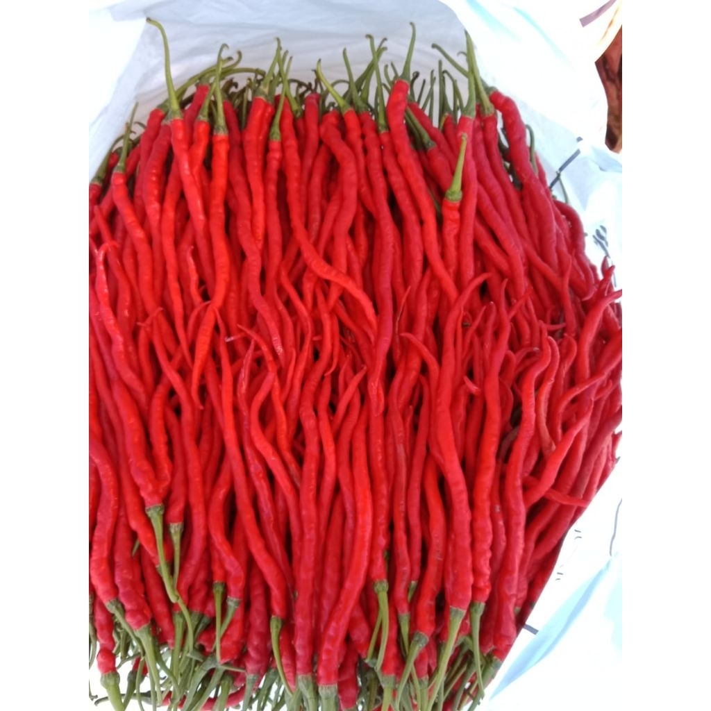 

Cabe merah fress 1kg cabe kopay original lokal sumbar