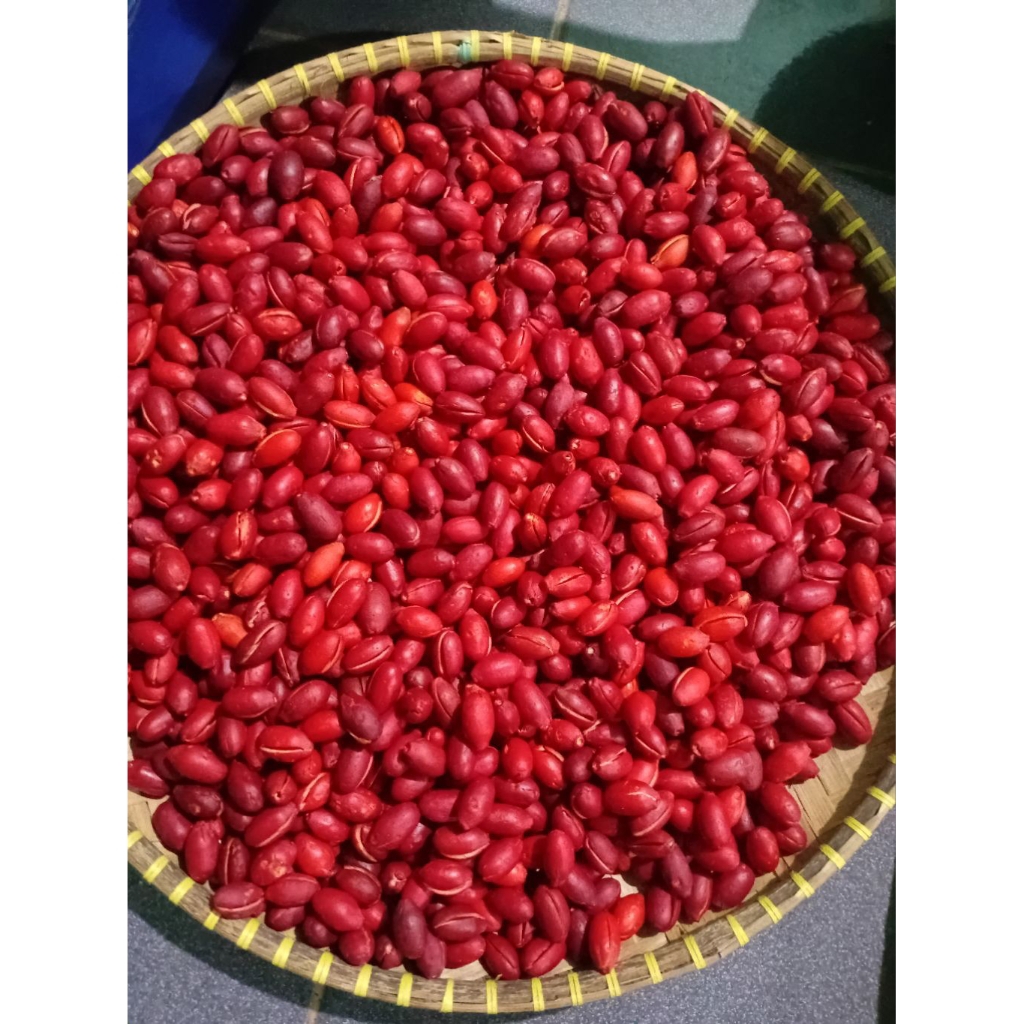 

1kg kulit melinjo full merah matang di pohon