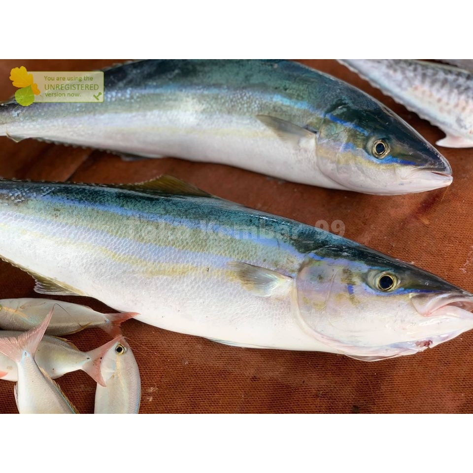 Ikan Salem Segar Ikan Salem Salmon Lokal 1Kg