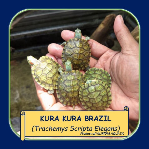 IKAN HIAS AIR TAWAR - KURA KURA BRAZIL / KURA KURA HIJAU / KURA KURA PIPI MERAH (SIZE 8cm)