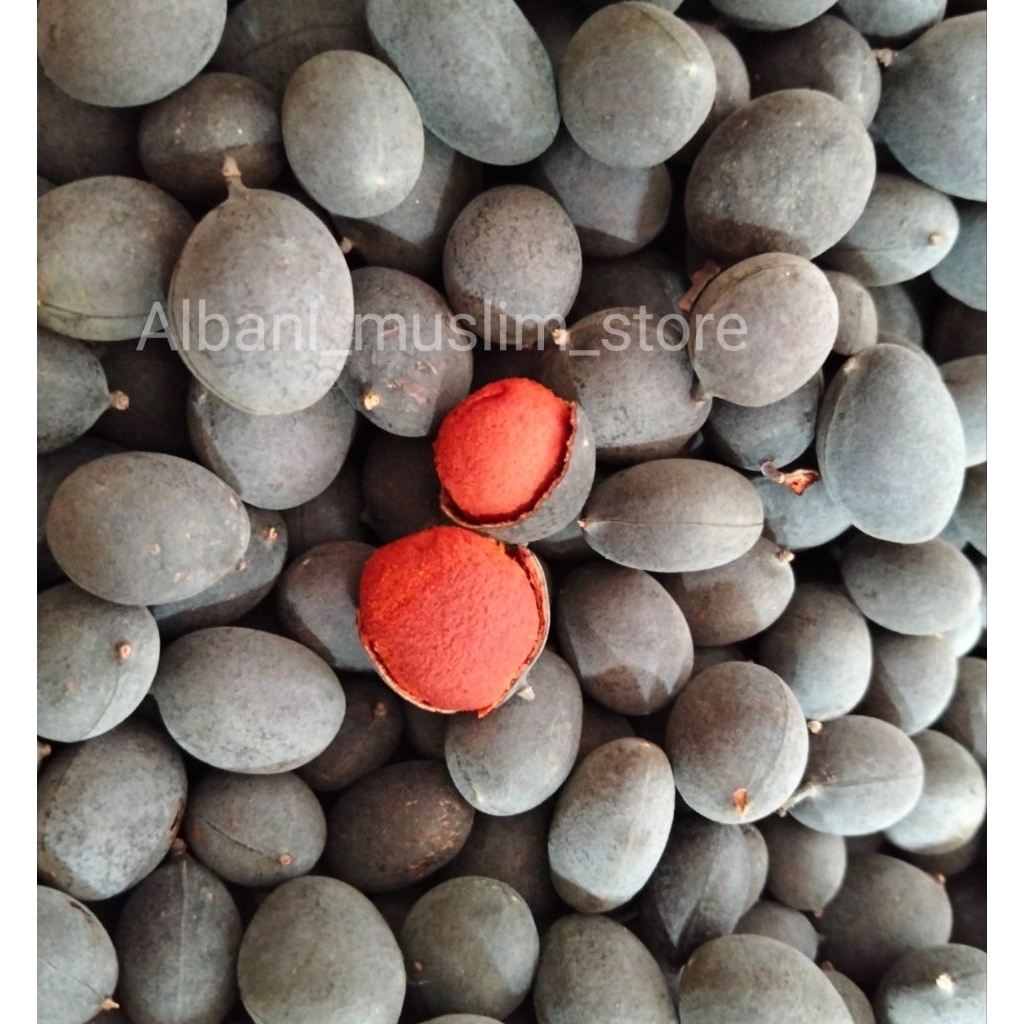 

Buah Asam Kranji Asam Urat Kolestrol Lambung Gula Darah Insulin sembelit