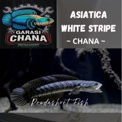 chana asiatica ws bahan gondrong berkualitas bergaransi