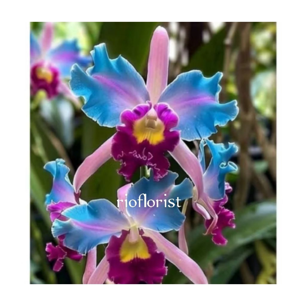 anggrek dendrobium import angelia cantik selding dewasa