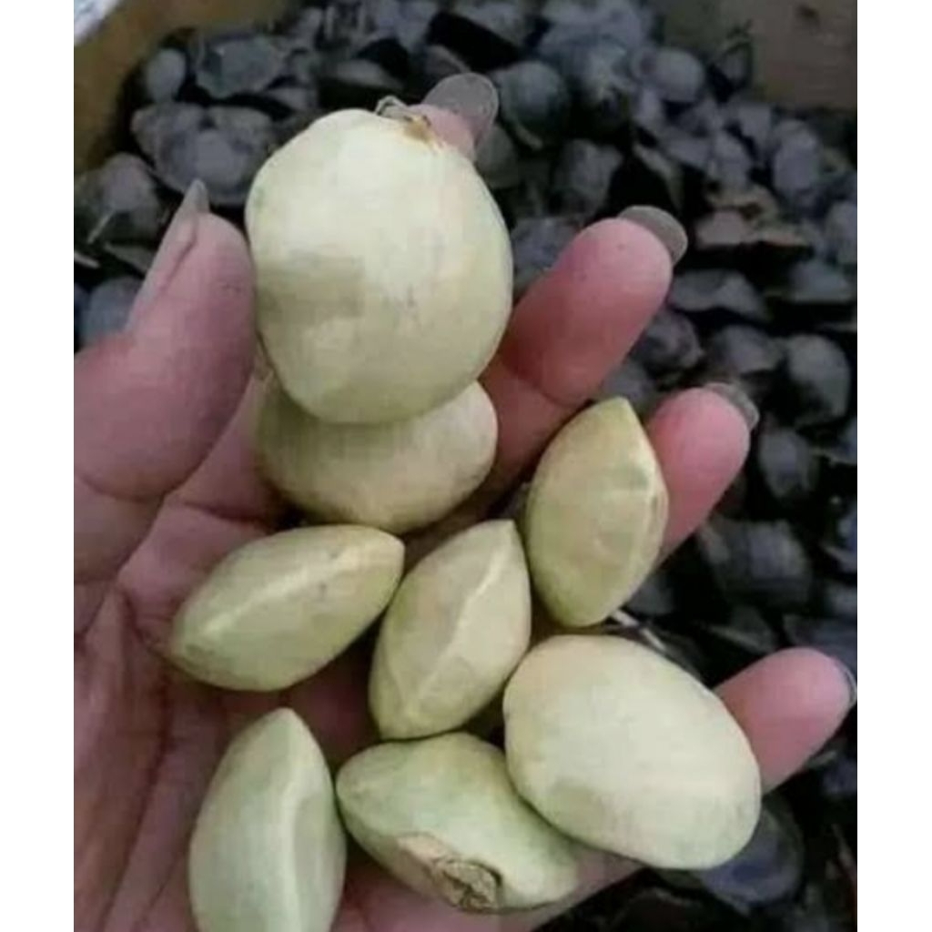 

jengkol muda super fresh 1kg