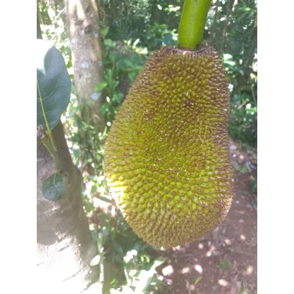 

nangka