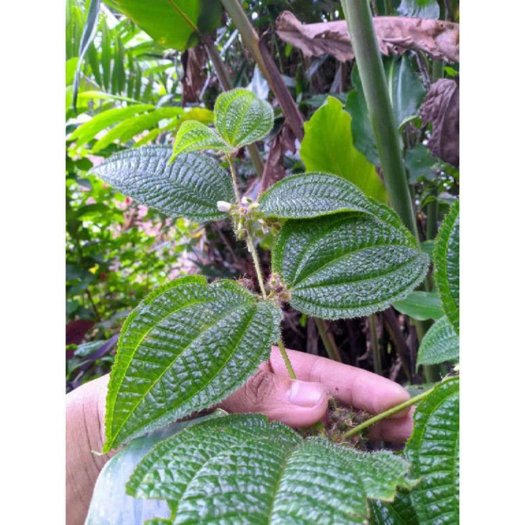 

Daun HARENDONG segar bulu daun senggani 100gram