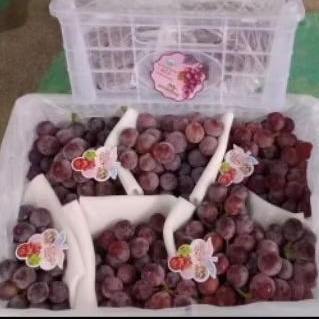 

Buah Anggur Red Globe WDF kwalitas terbaik per 1 bok krat