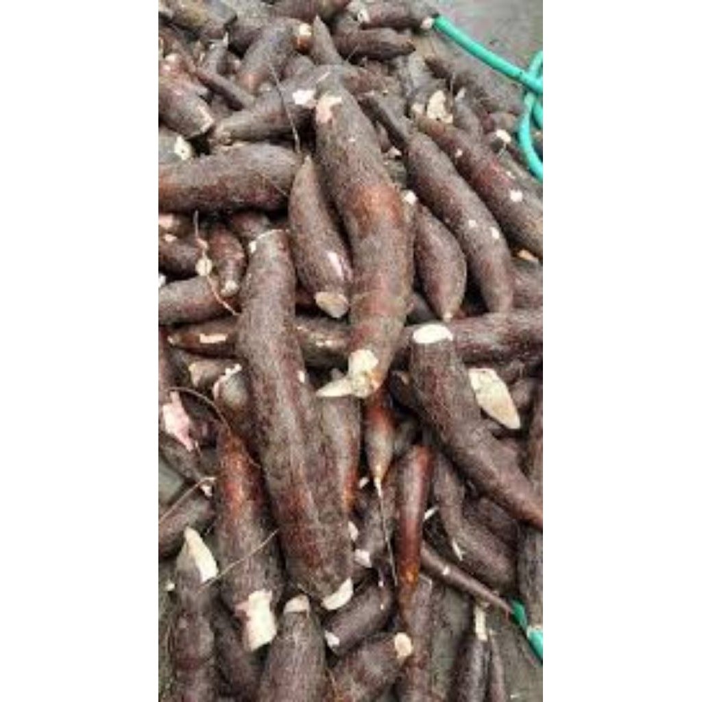 

mentok medok poll asli Jawa tengah