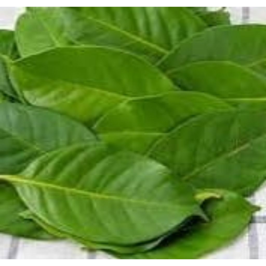 

Daun Salam Segar 50lembar