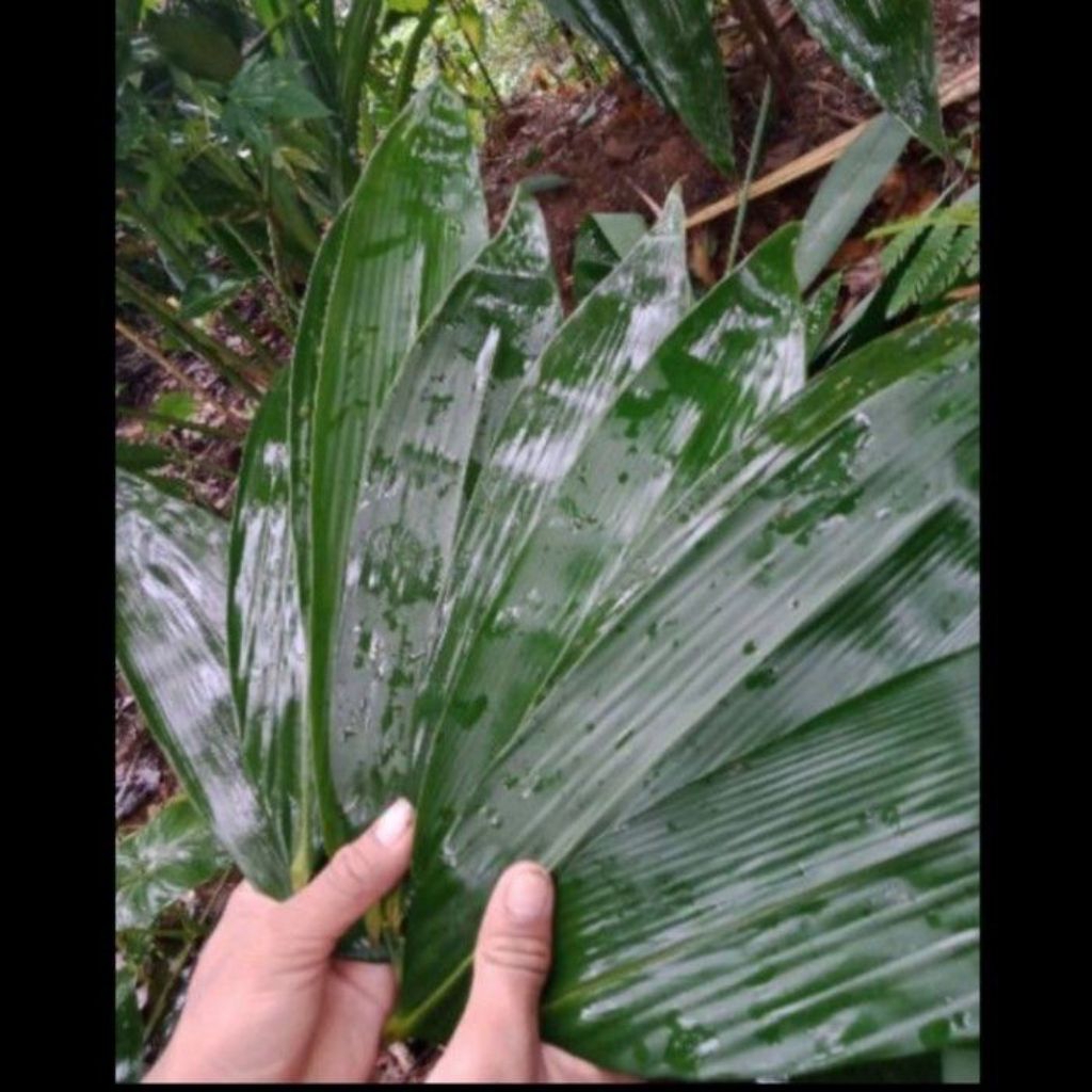 

New promo 100 lembar daun bambu buat bungkus bakcang bacang kacang bungkus makanan dan bisa untuk bungkus uang yang lainnya