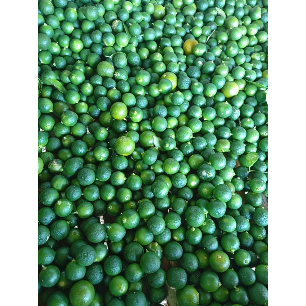 

1kg jeruk sonkit kasturi peras Bogor ukuran kecil